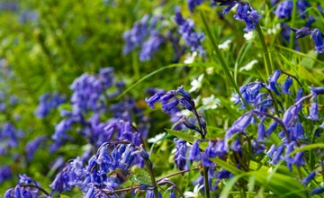 Sycamore Hot Tub Lodge 2