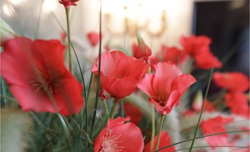 Residentie Kursaal ref.29 3