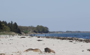 "Bridgette" - 100 meter van de zee in Funen 3