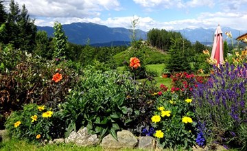 Cosmea in Millstatt 3