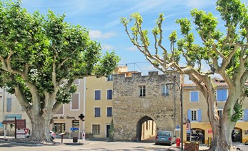 Die Mandelbäume (MZN100) 3