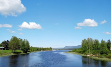 Kvisthån The yew tree (HJD059) 3