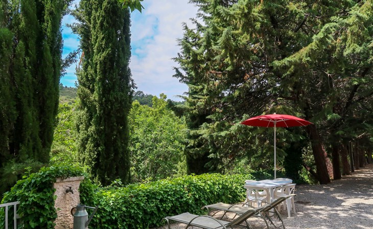 The Plum Tree (ORN311) 1