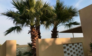 Haus der Palme in Menfi 2