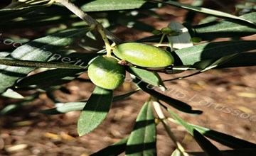 Lorusso touristischer Standort 2