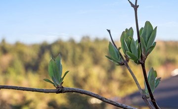 „Jaakob“ – 4 km vom Meer entfernt in Nordwestjütland 3