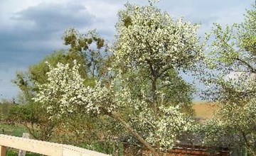 Zu den drei Schönen 3