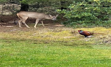 "Bogatin" - 1km from the sea in Western Jutland 3
