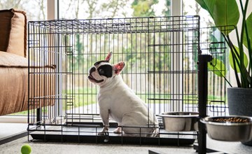 Duingras Pet-friendly 3