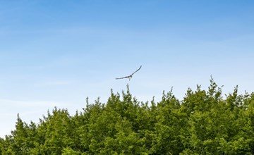 "Truels" - 30km from the sea 3