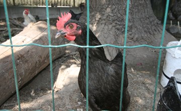 Diwani-Heimaufenthalt in Innsbruck 2