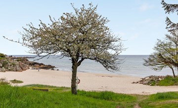 "Hermann" - 100m from the sea in Bornholm 3