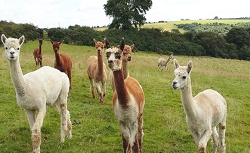 Meadowview Lodge 4 3