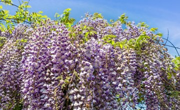 "Riitta" - 250 meter van de zee in Bornholm 3