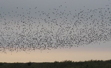 "Zekine" - 2.5km from the sea in Western Jutland 2