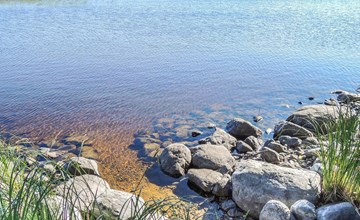 I moved the honey palm 3