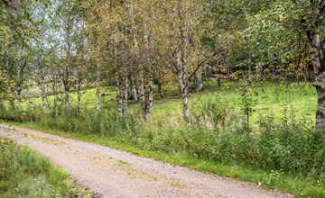 Kvisthån Tallen (HJD 058) 3