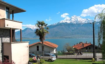 Groene wilg (GLA132) 2