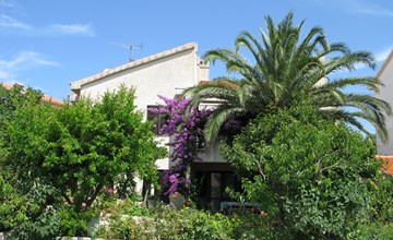 Olive (PUL335) 2