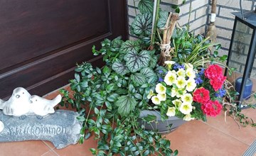 Zwei Finken in Wiesmoor 3