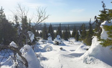Sallanhelmi a2 3