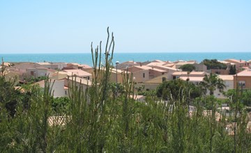 Little Cicada (SPI100) 3