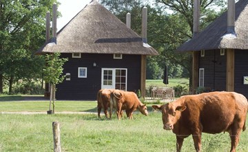 2 Reggehooiberg vakantiehuisjes 3