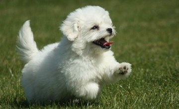 Fachwerkhaus "gitealienor perigord" 2