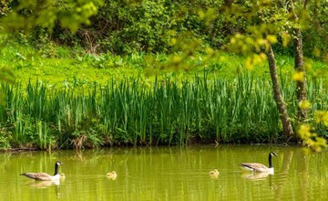 Chestnut Whirlpool Lodge 2
