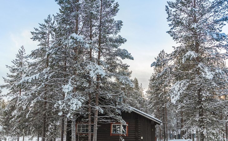 Wollfavorit 1
