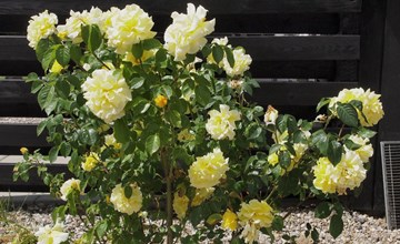 "Hortensia" - 350 meter van de zee in Zuidoost-Jutland 3