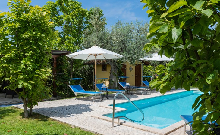 Olive Grove Sabina 1