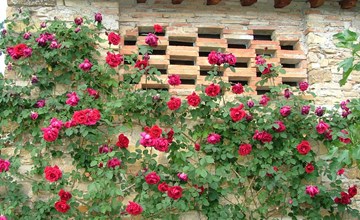 Wohnung mit Garten in Barberino Tavarnelle 2