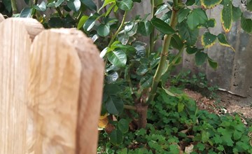 Edara Home - Haus mit privatem Garten 2