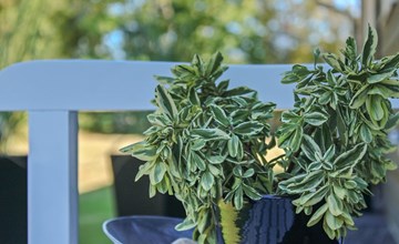 "Swavi" -  from the sea in NE Jutland 3