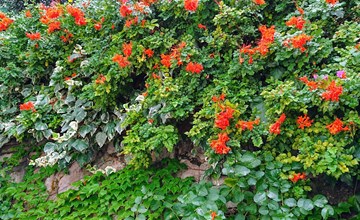 Villa l'Ulivina - Entspannung Garten Sonnenterrasse 3