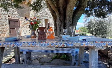 Mimosa - Borgo la Civitella 3