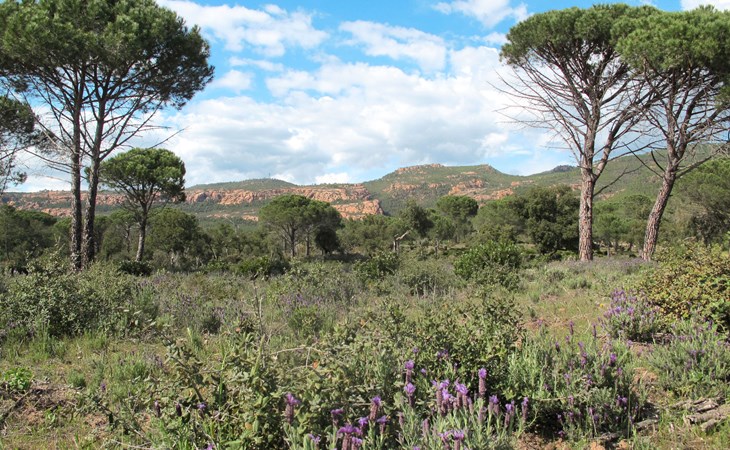 With Rosemary (BEF130) 1