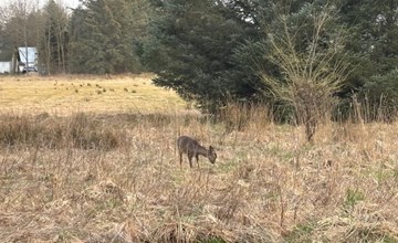 "Marla" - 1,1 km van de zee in Noordwest-Jutland 3