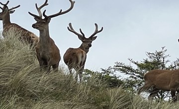 "Nashota" - 700 meter van de zee in West-Jutland 2