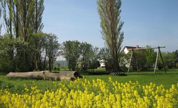 Gans in Ummanz-Lüßvitz 2