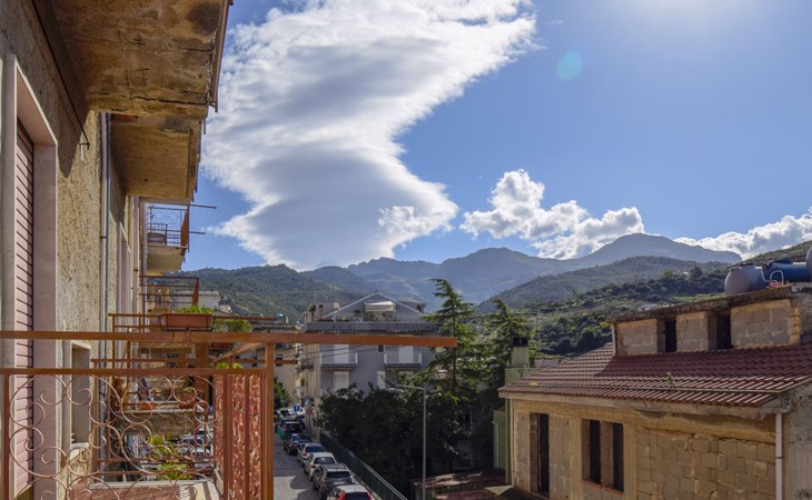 Sulla SinAgo flowers 1