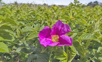 "Gunhilde" - 400m from the sea in Bornholm 3