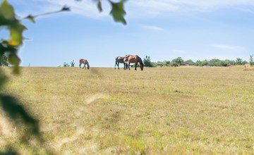 "Cornelia" - 6 km van de zee in Bornholm 3