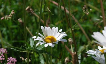 Chesa Arnica A5 3