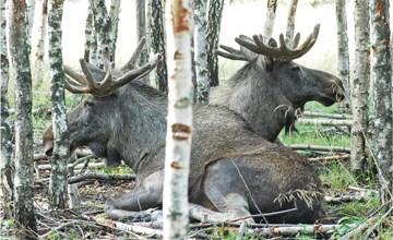 Nice home in Brunskog 2