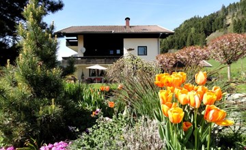 Cosmea in Millstatt 2