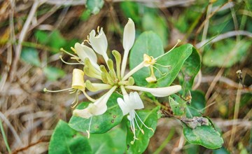 „Ulla“ – 300 m vom Meer entfernt in Bornholm 3