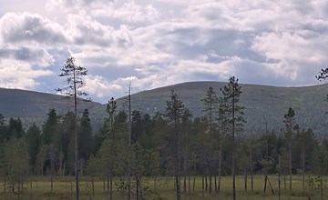Die Hütte fiel wie tot um 2