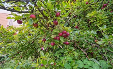 „Magh“ – 9,8 km vom Meer entfernt in Westjütland 2